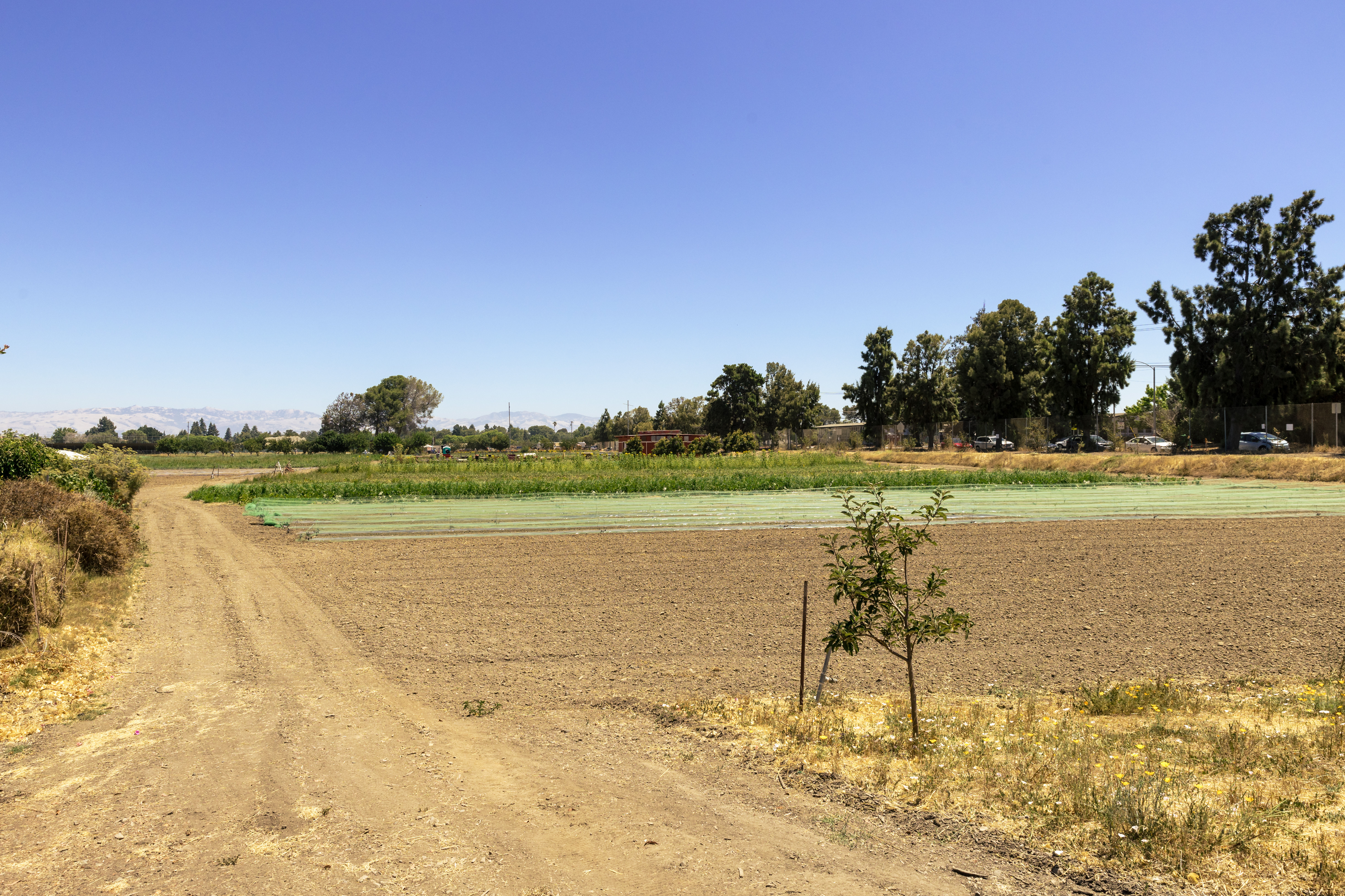 A sunny open field that is part of the Santa Clara Unified School District's 28-acre farm in Sunnyvale. 