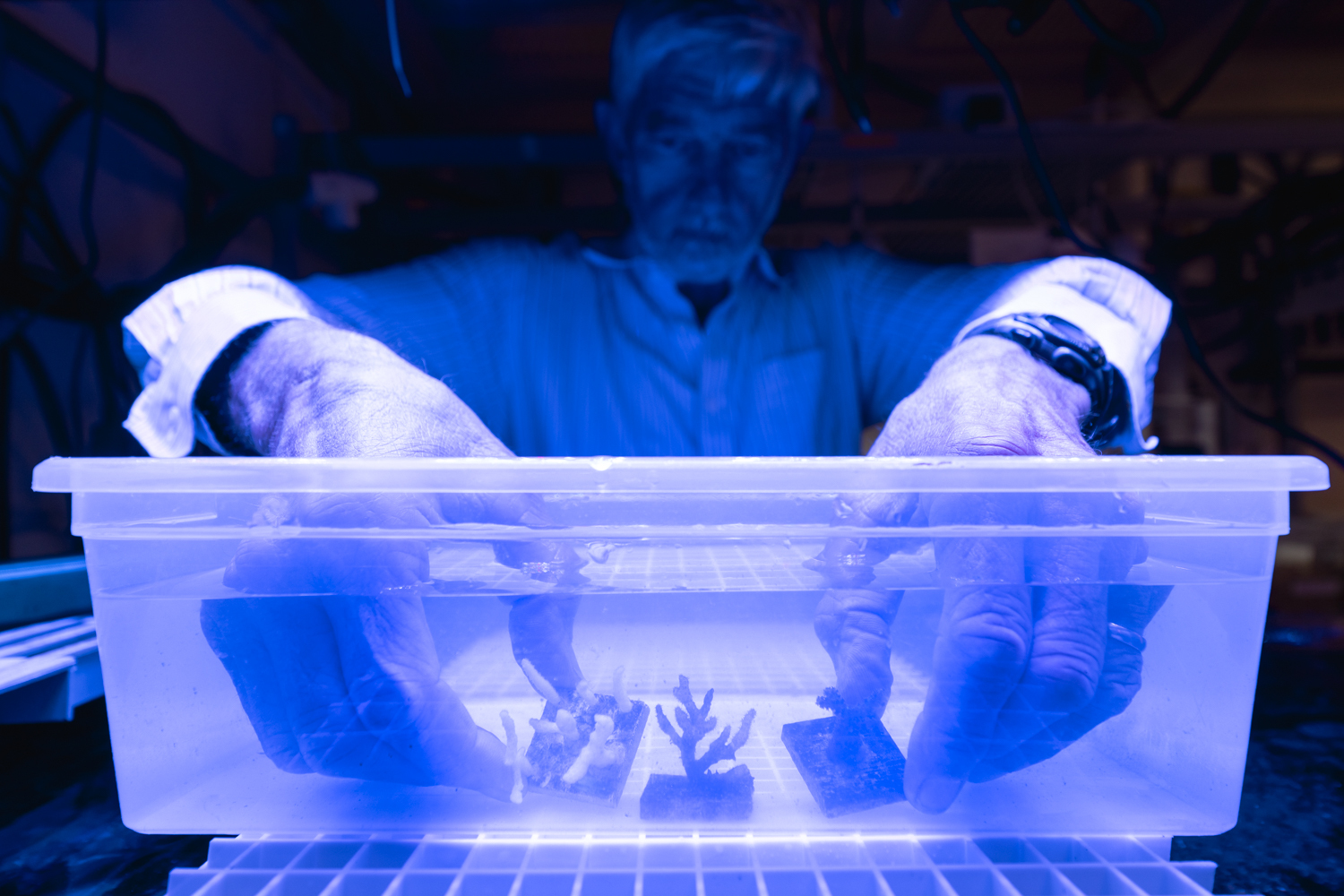 Image of Stephen Palumbi holding samples under a blue light in his lab.