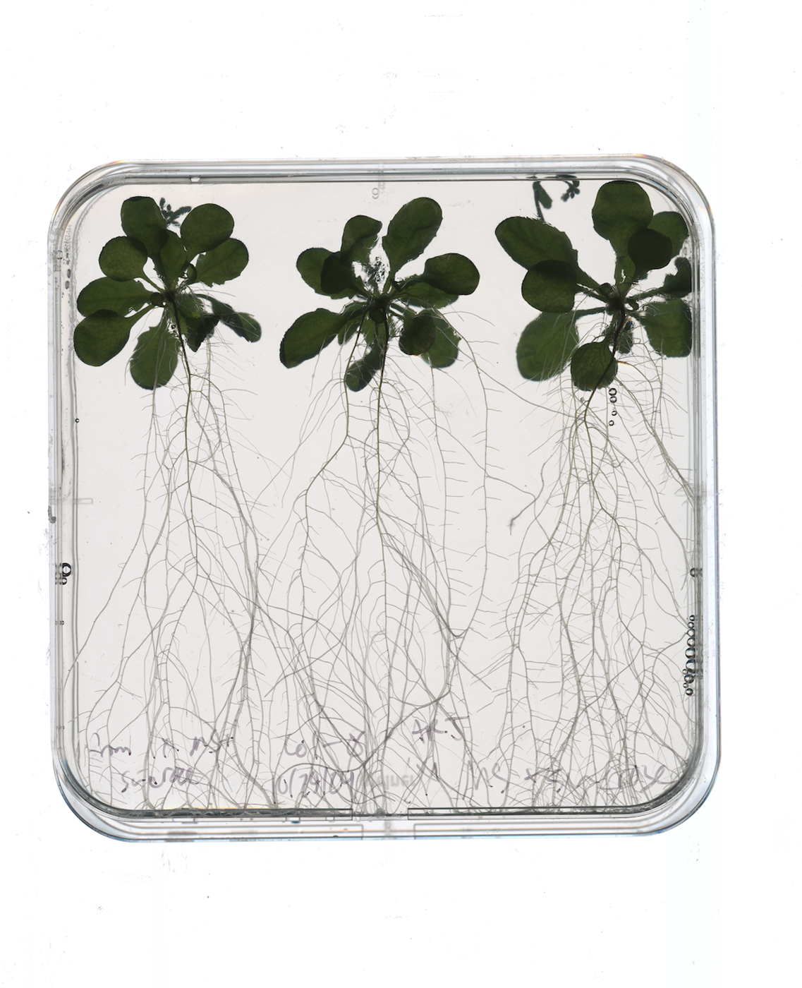 Three plants with green leaves and intricate root systems displayed in a petri dish.