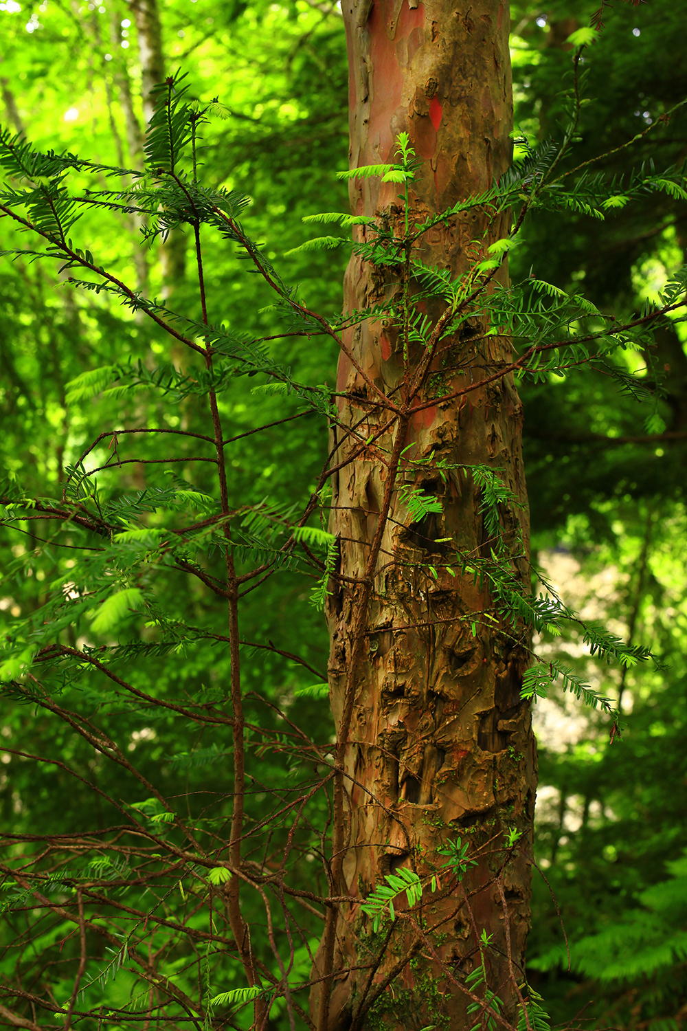 Peeling bark on a Pacific yew tree trunk surrounded by green ferns in a forest.
