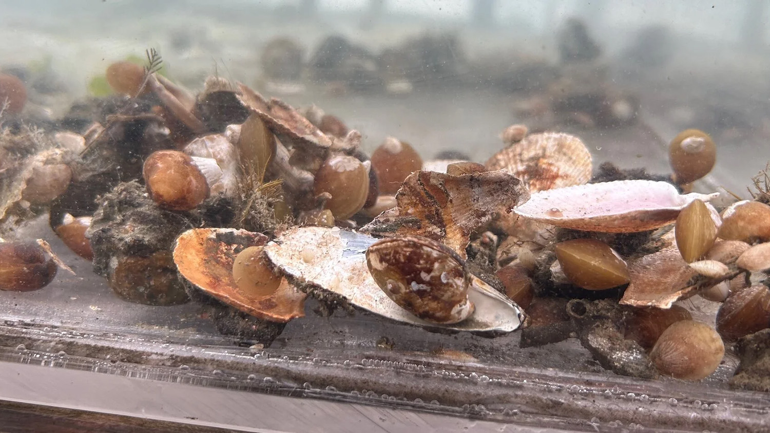 Clams and shells clustered on the sediment floor of a tank, seen through the glass underwater.