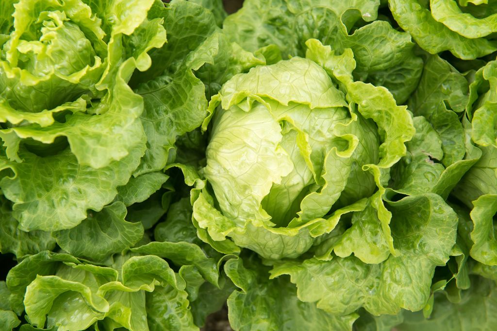 Fresh green lettuce heads growing in a garden bed.