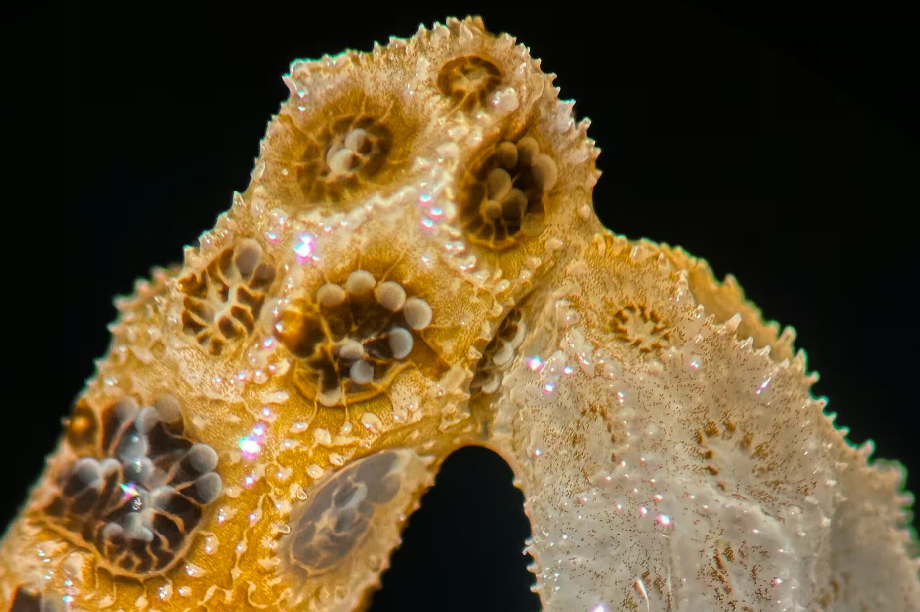 Algae moved from healthy corals to bleached corals