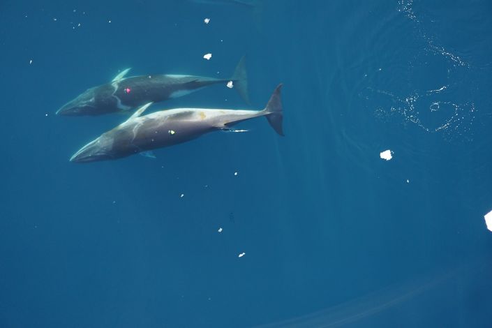 Why Whales Need To Be Big Stanford Report why-whales-need-to-be-big-stanford-report