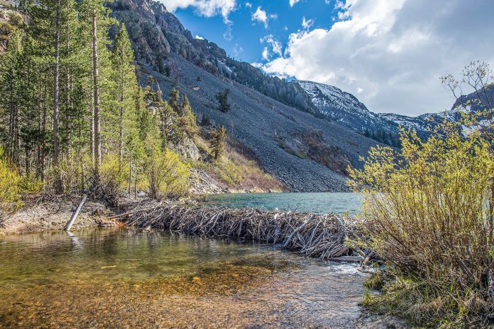 Beaver dams buffer rivers against climate extremes | Stanford Report