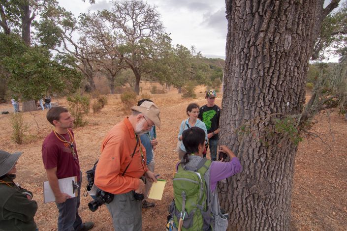Survey suggests reduced invasion of Argentine ants | Stanford Report