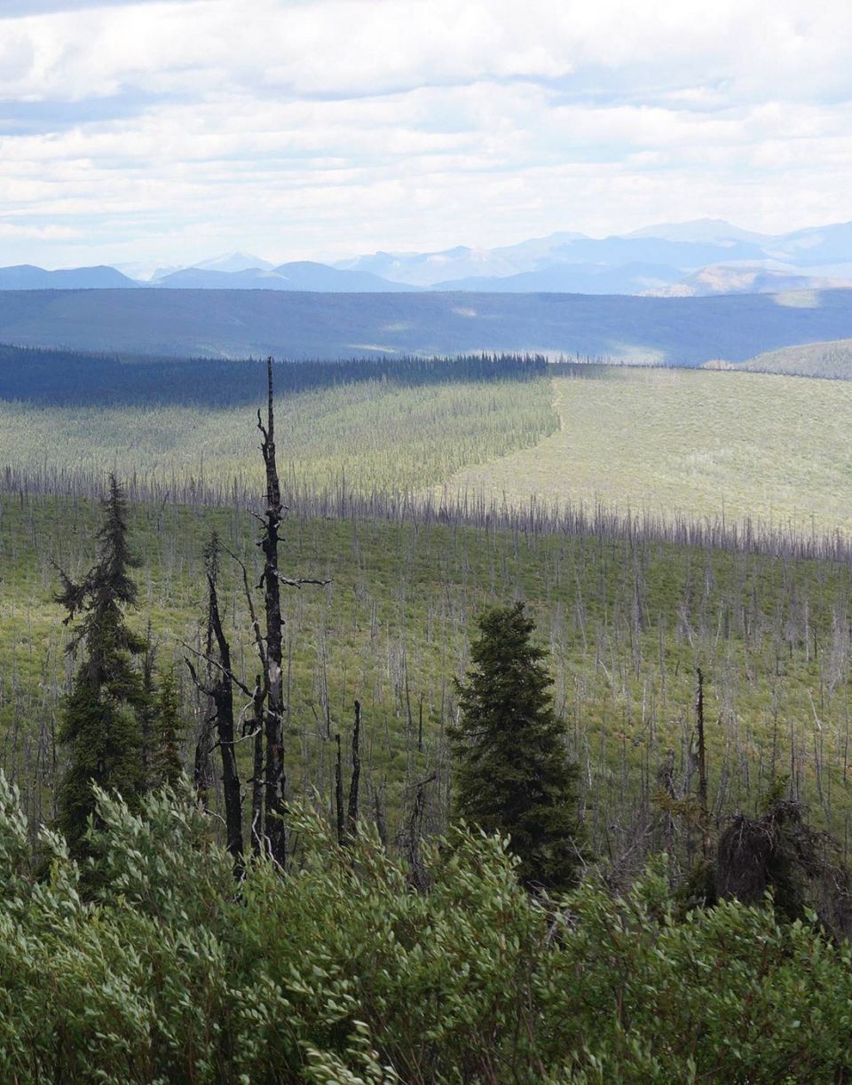 Human activities transform landscapes even in remote places, as illustrated by the dead trees and habitat fragmentation in Alaska's Tetlin Wildlife Refuge, affected by climate change and logging. 