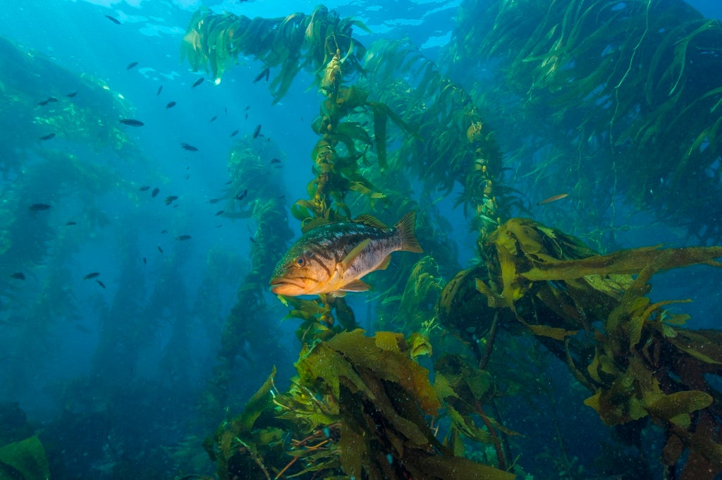 fish swimming in kelp off Southern California's Channel Islands