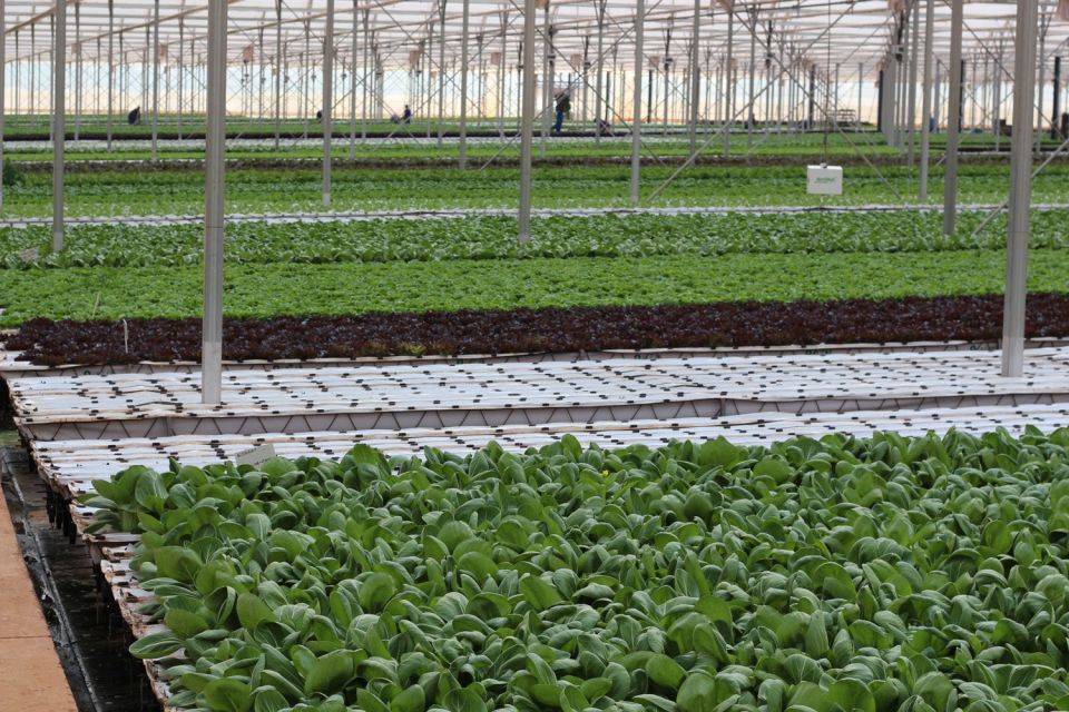 Leafy green vegetables are produced in a growing facility in Western Cape Province, South Africa.