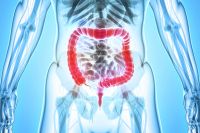 Illustration of a colon in the human body