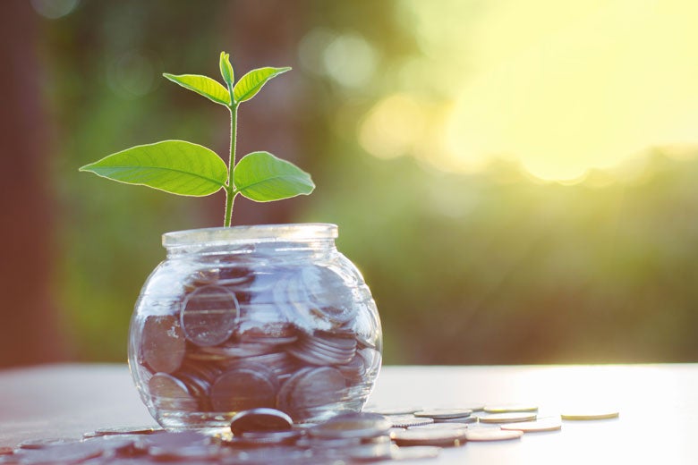 plant sprouting from a bowl of coins