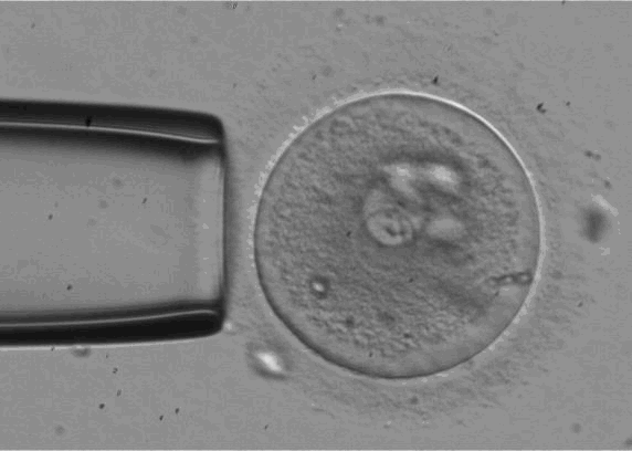 Animated image of an embryo being tested for rigidity with a pipette.