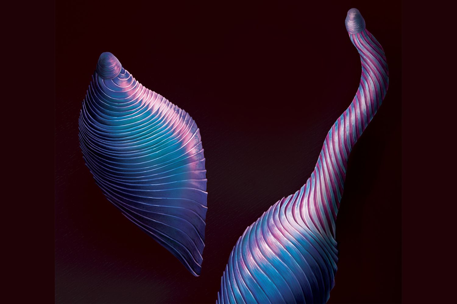 An illustration of two Lacrymaria olor next to each other, colored in purple and blue. The one on the left is a teardrop shape. The one on the right has a neck-like projection. Lines on their form indicate folds created by their cytoskeletons.
