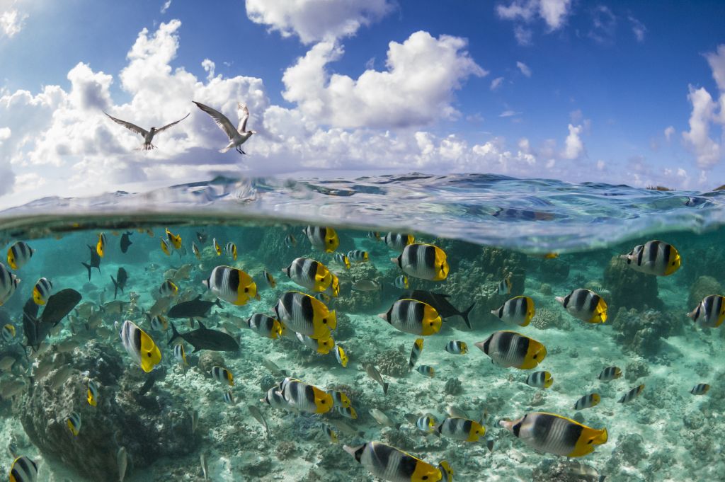 Fish underwater with birds against a partly cloudy blue sky