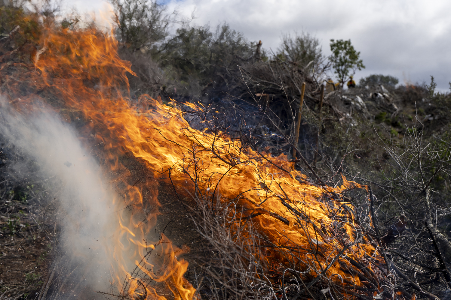 Image of a prescribed burn at the Jasper Ridge Biological Preserve.