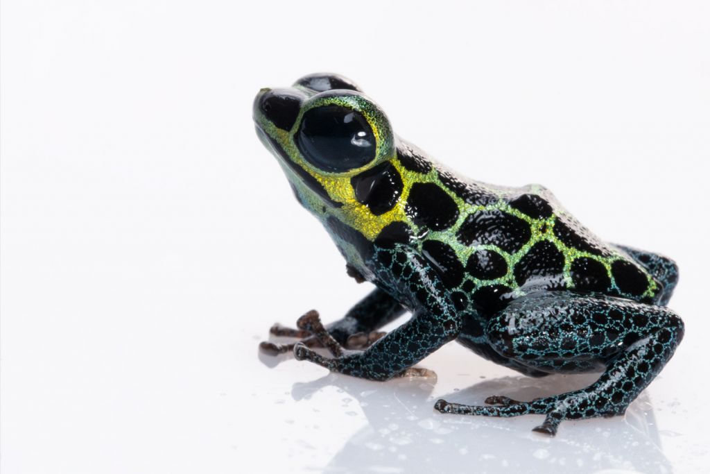 A compact, iridescent blue-green frog with a big round eye sits in profile on a white reflective surface and looks off to the left.