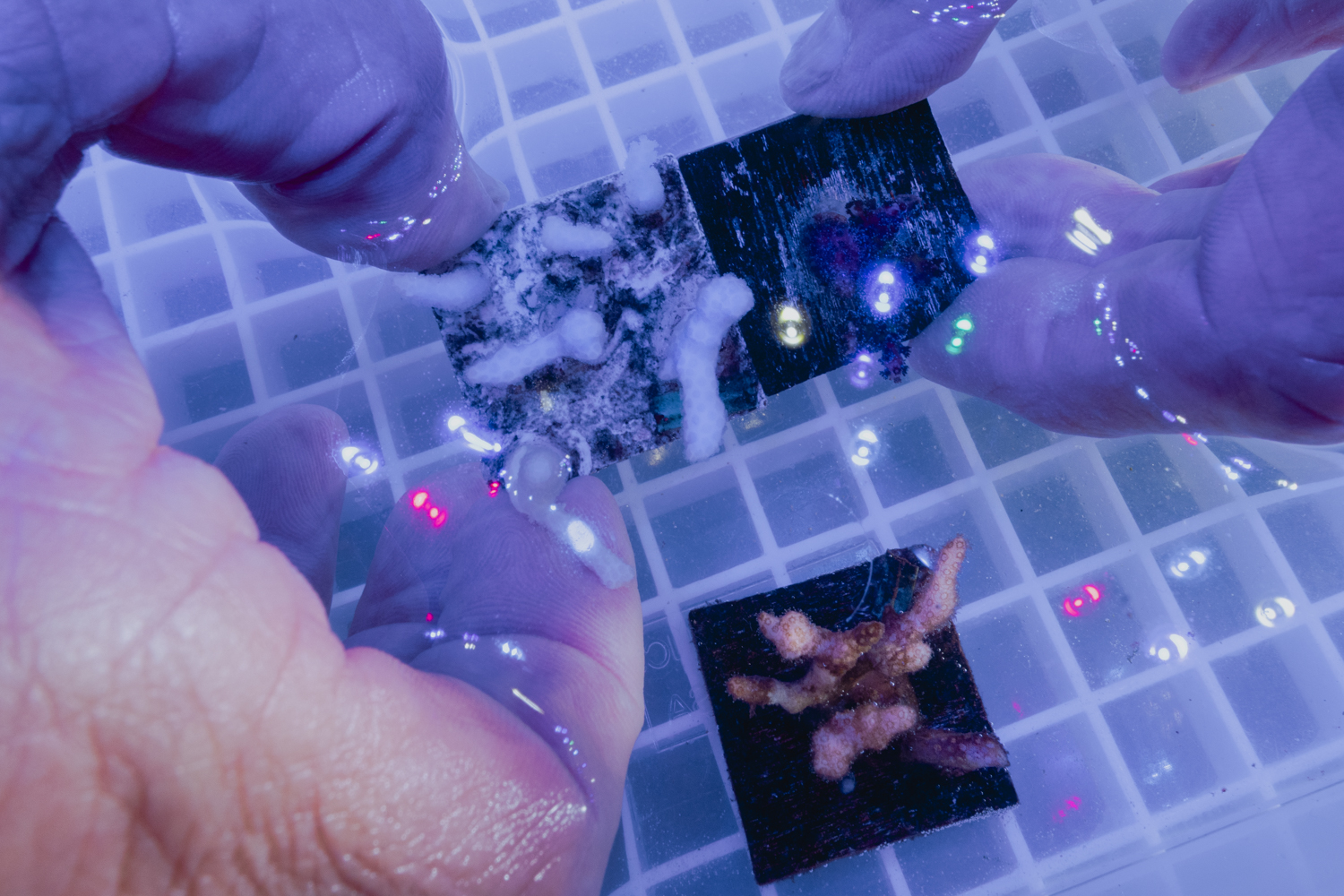 Image of Stephen Palumbi's hands pulling out coral samples.