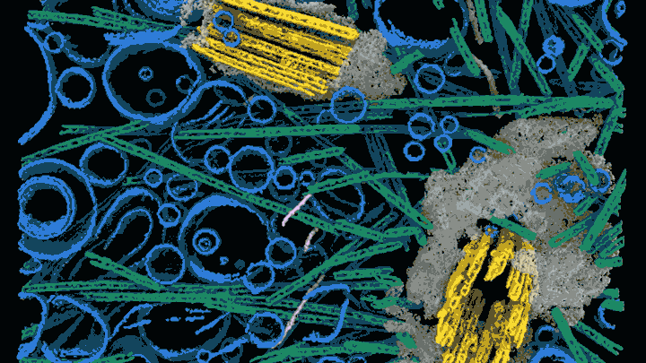 A gif of a 3D reconstruction of cellular structures preserved in a frozen state.