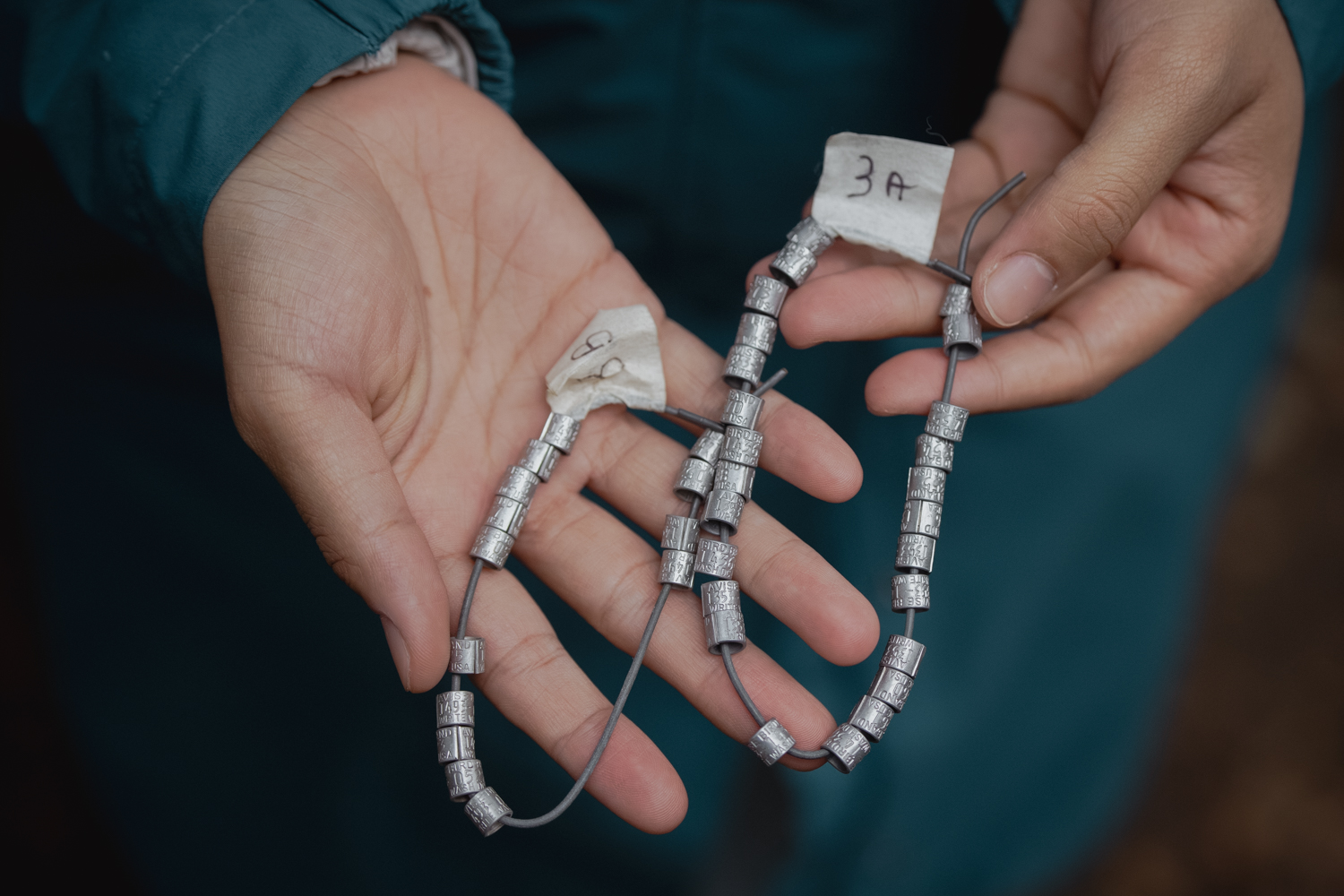 Cord of small silver-colored bands engraved with numbers designed to identify and track birds.