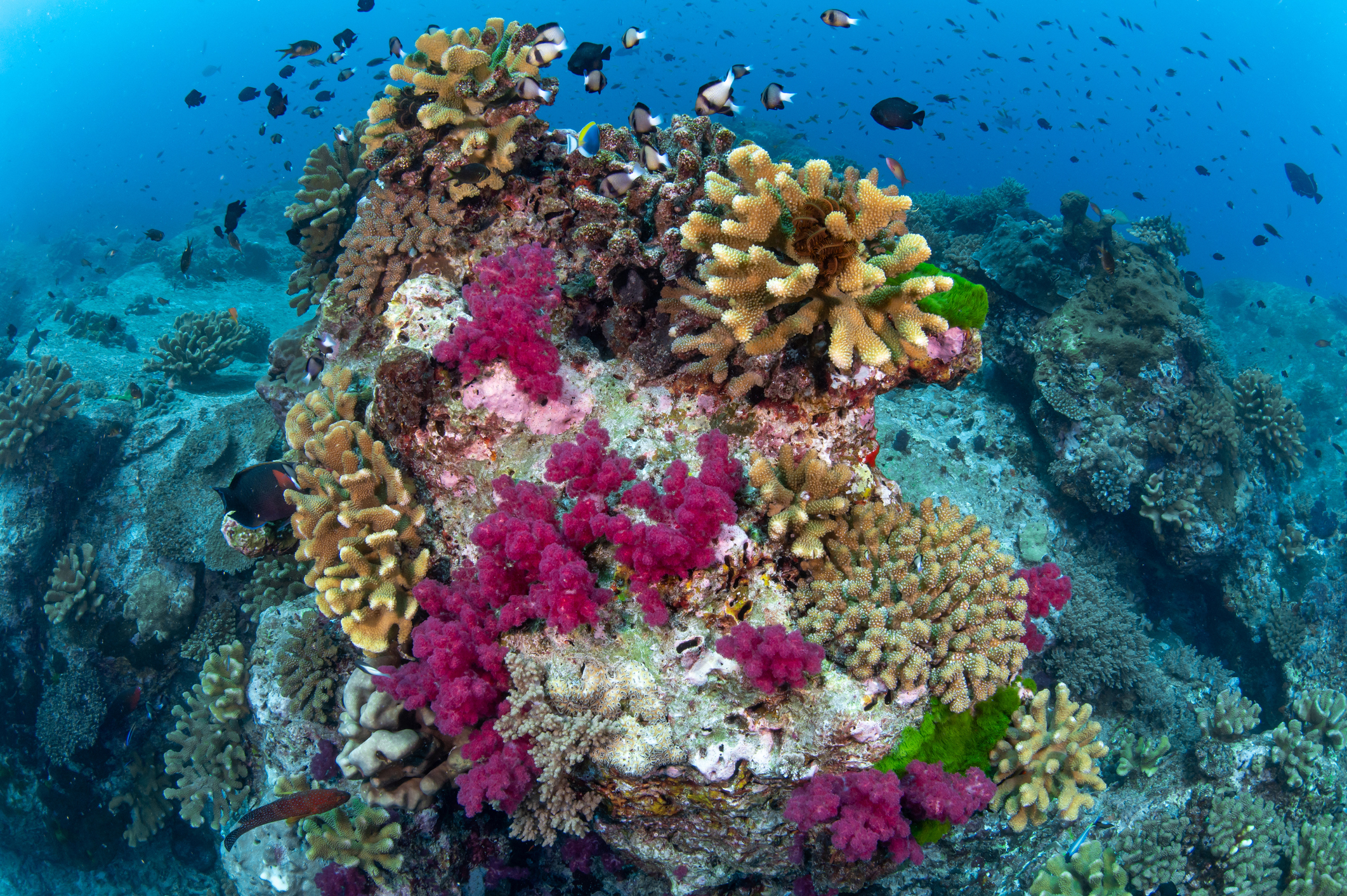 A healthy coral reef