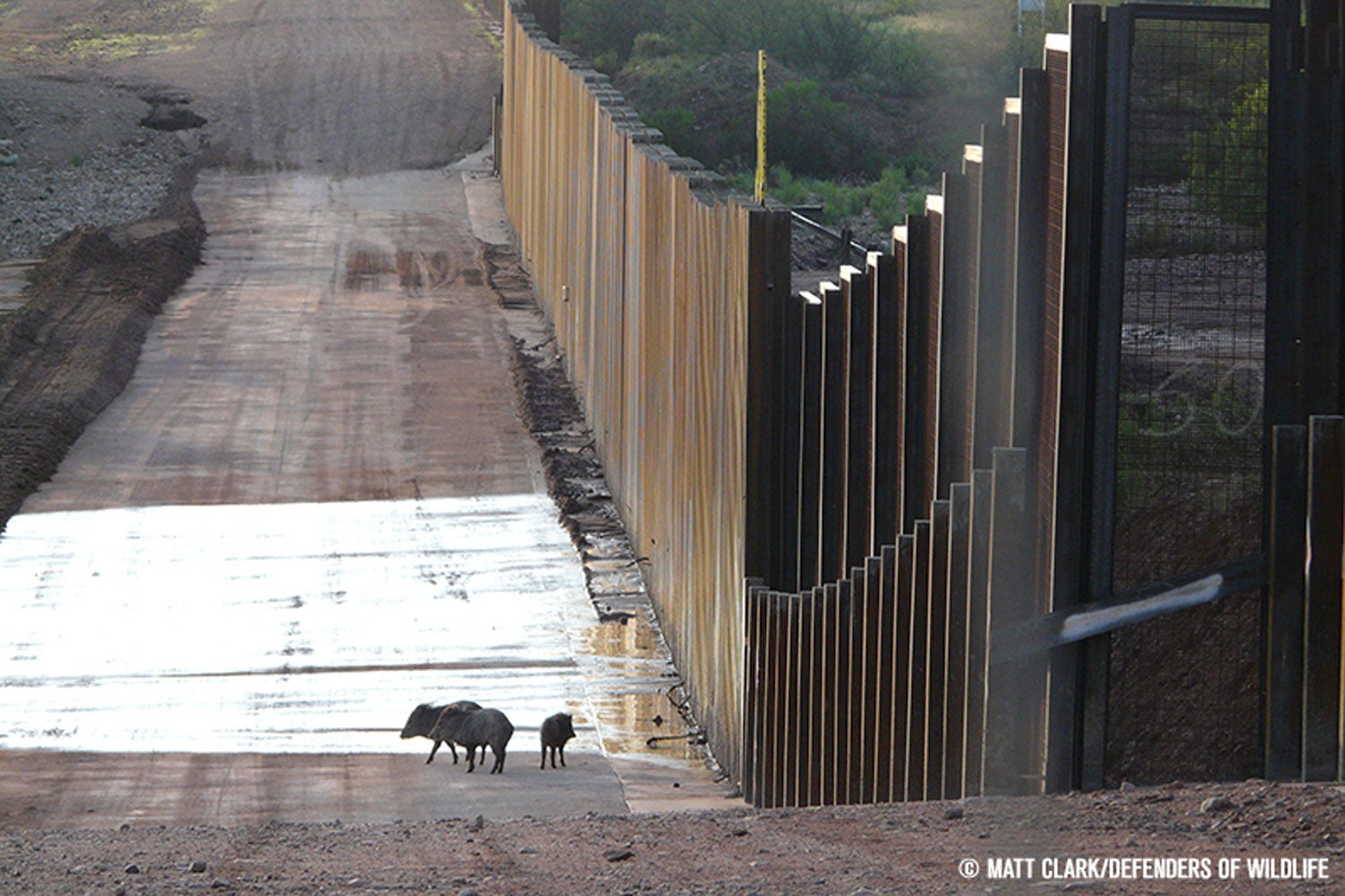 Border wall threatens biodiversity