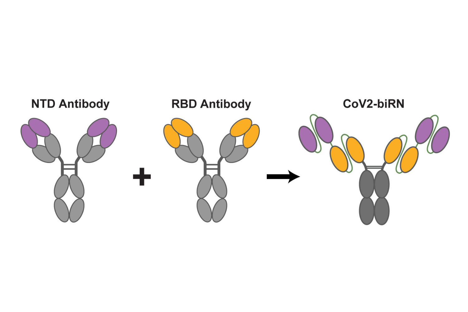 An illustration of the bispecific antibodies the Stanford-led research team developed to neutralize the virus that causes COVID-19. Named 