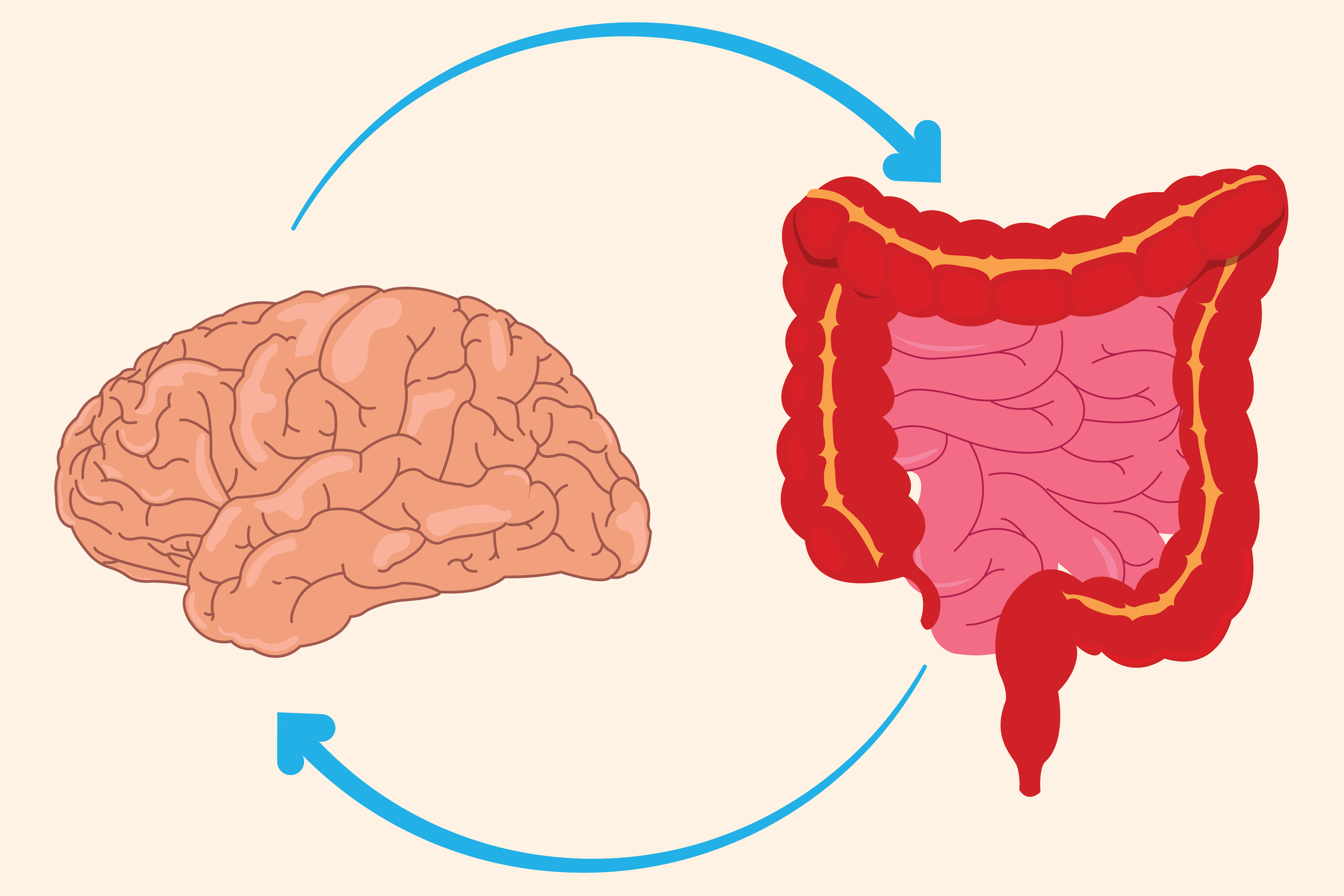 Illustration of gut brain axis