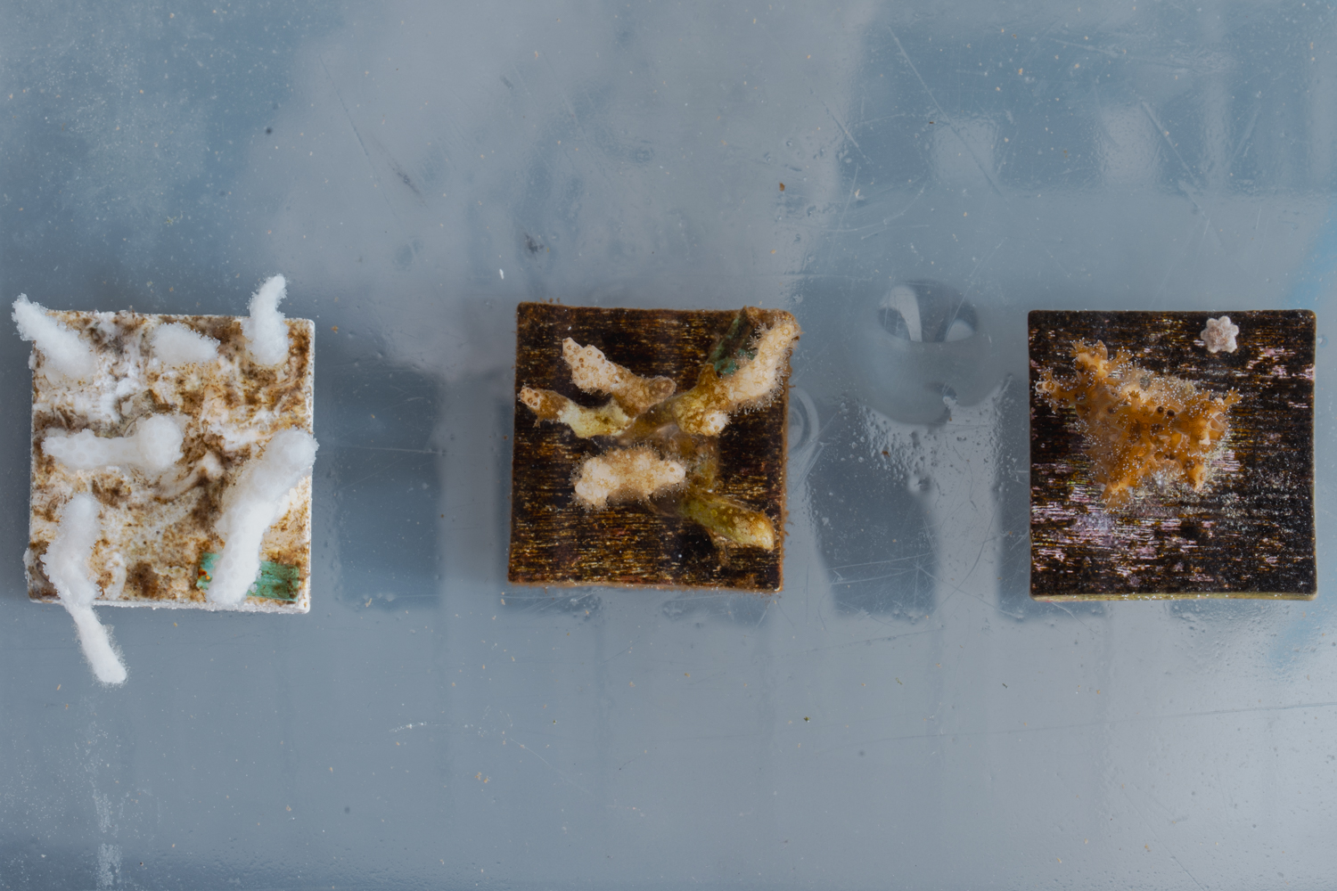 Image of three coral samples.