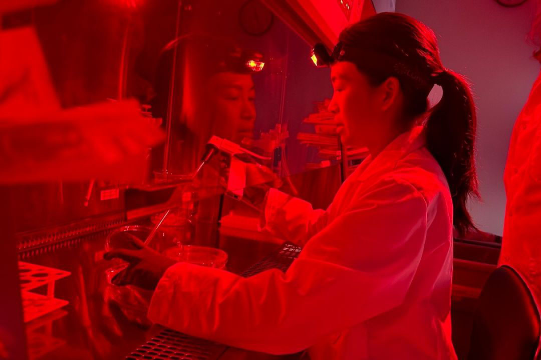 Researchers pipettes a solution to isolate ribosomes in live cells.