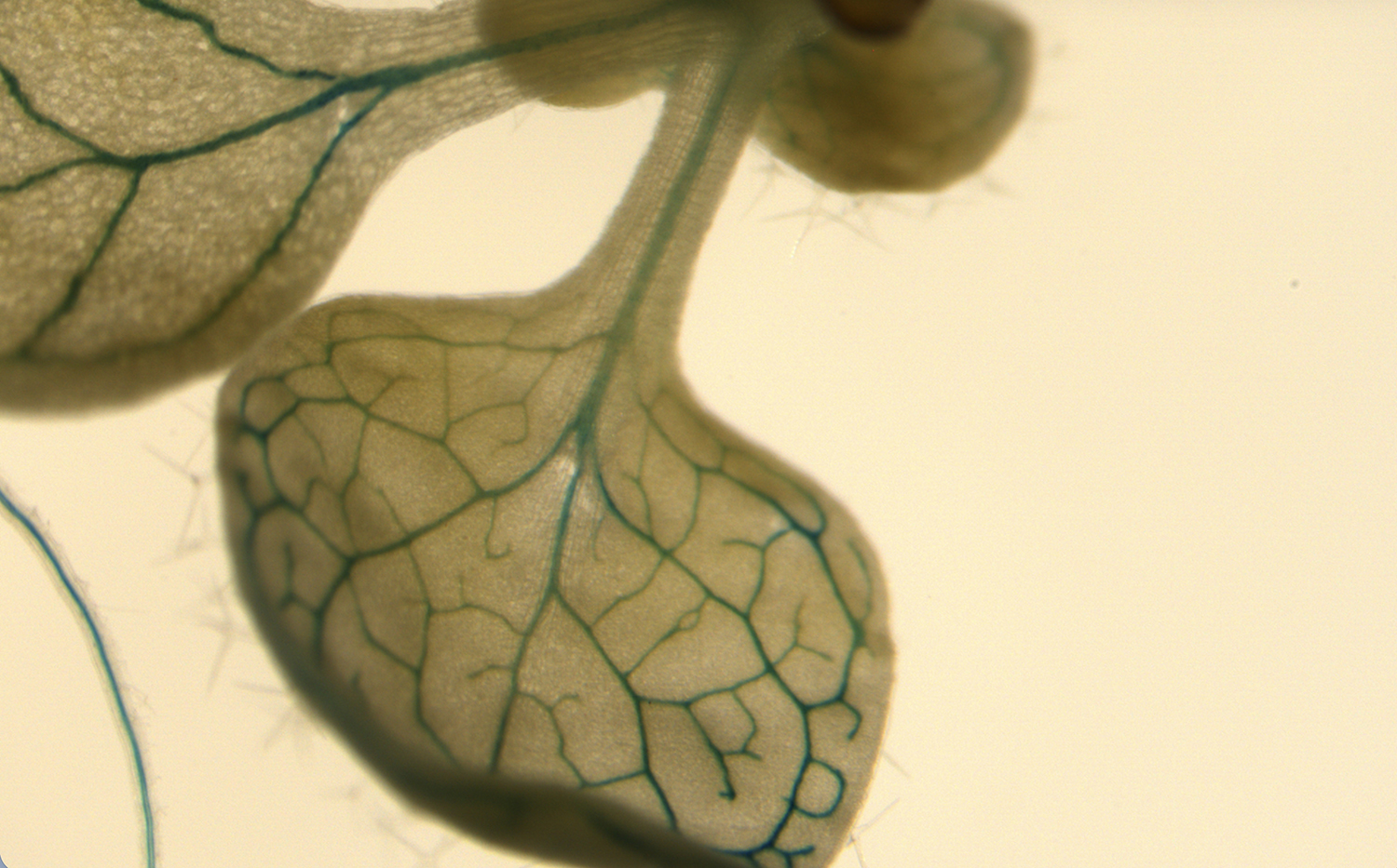 Close-up of young plant leaves displaying intricate veins and textures against a soft, neutral background.
