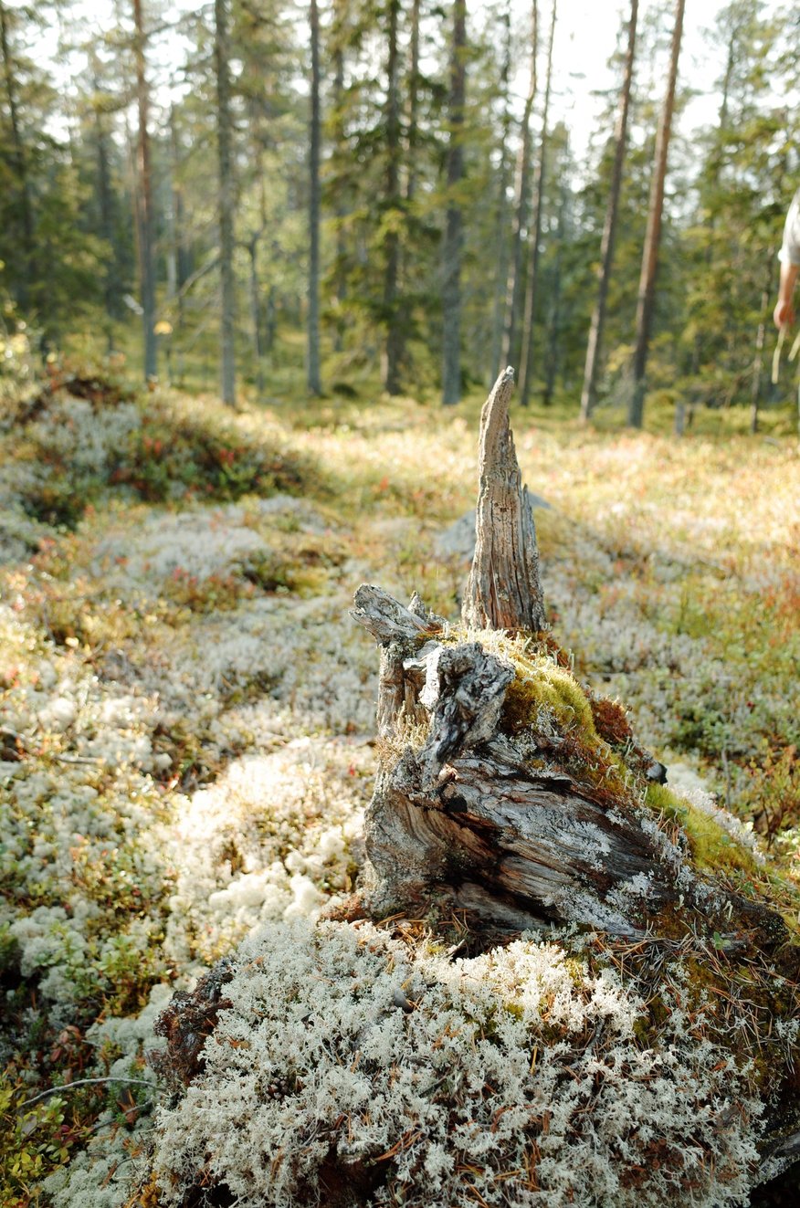 A weathered tree stump stands amidst green moss and lichen in a sunlit forest, surrounded by tall trees and underbrush.
