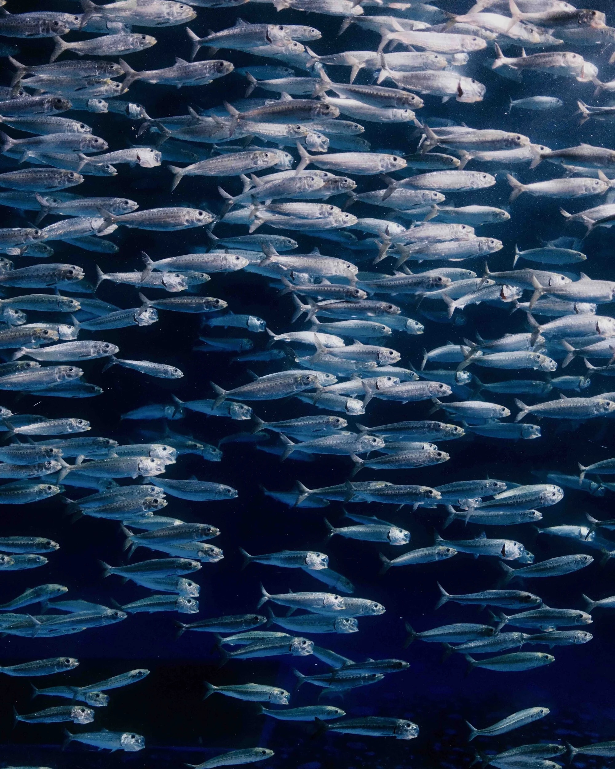 A dense school of small, shimmering fish swims together in dark blue water, showcasing their streamlined bodies and reflective scales.