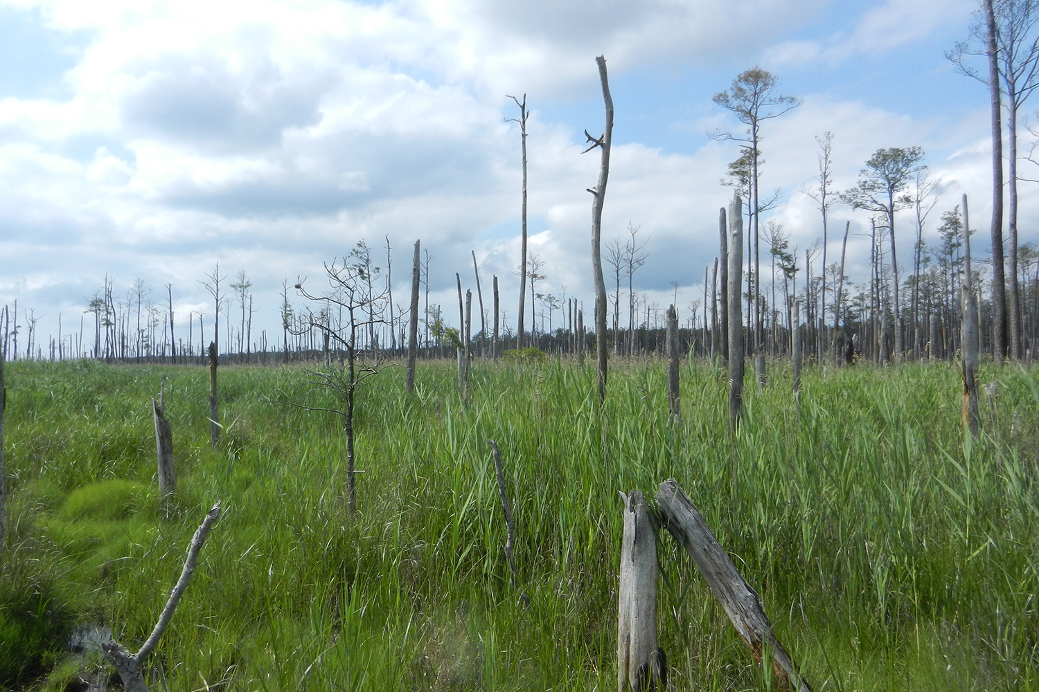 Bare gray tree trunks and a few living pines rise from a green marsh of tall grass under a partly cloudy sky.