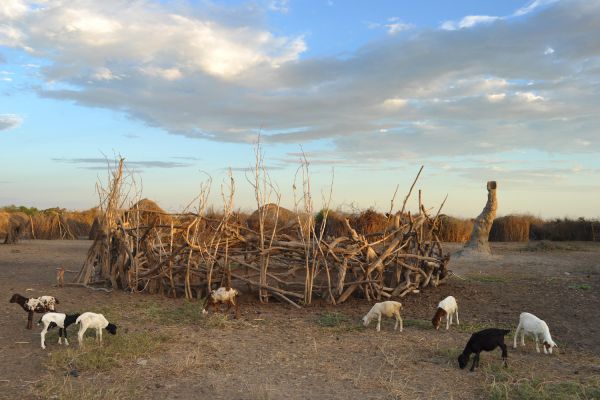 Goats grazing outside a corral