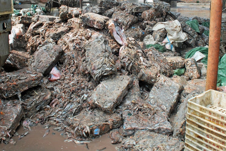 piles of frozen fish that will be used to produce low-quality fishmeal at Guangdong, China, factory