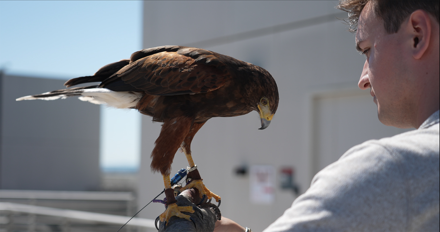 Falconer and his hawk close up from the side