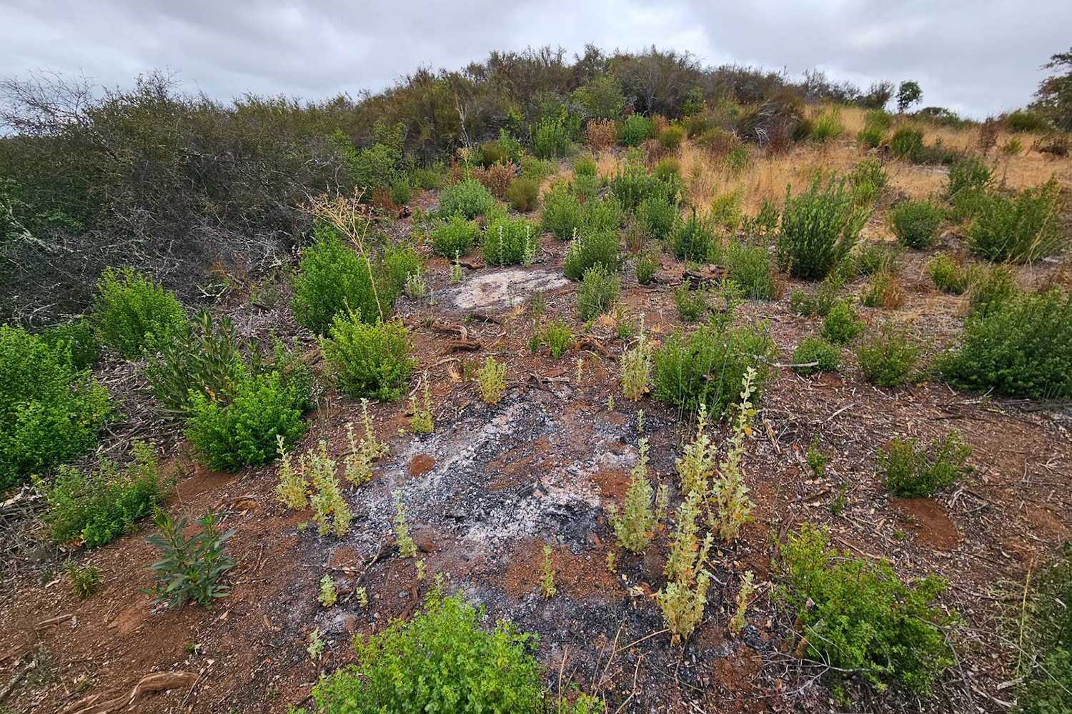 Image of western bewildering bushmallow around the edges of piles in Jasper Ridge.