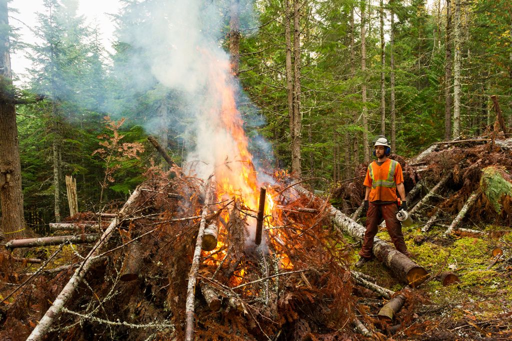 An image of a forestry worker performing a prescribed burn.