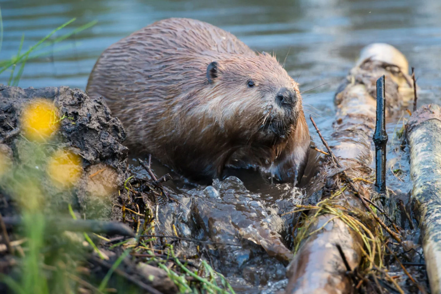 How Reintroducing Beavers Can Enhance Ecological Health Stanford Report