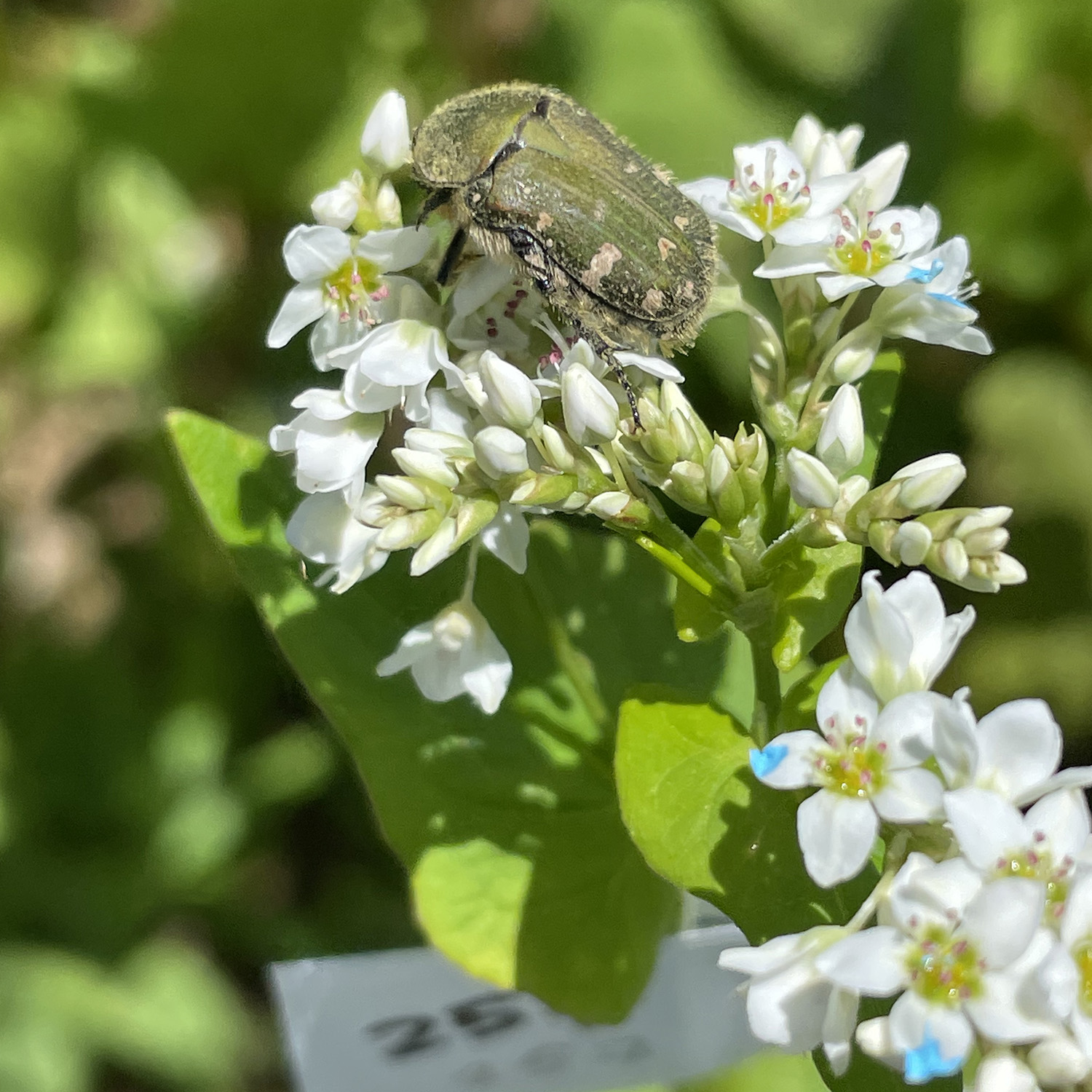 A pollinator beetle alights on a buckwheat plant.