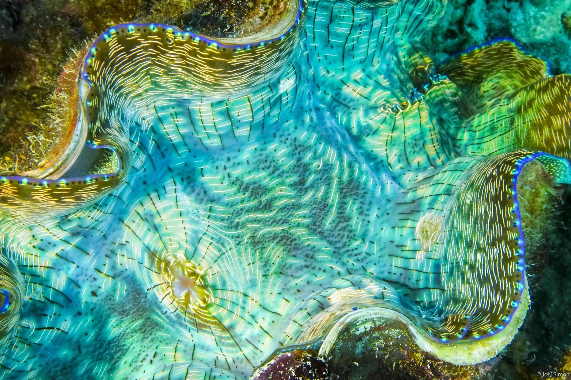 A close-up view of a colorful clam shell, showcasing vibrant turquoise and gold patterns against a marine background.