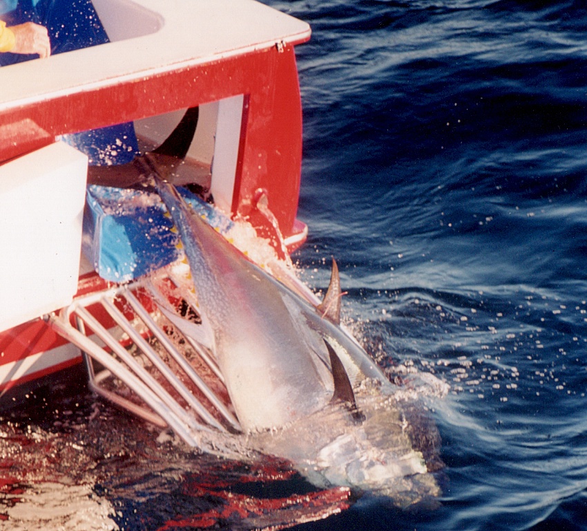 A bluefin tuna being released back into the ocean.