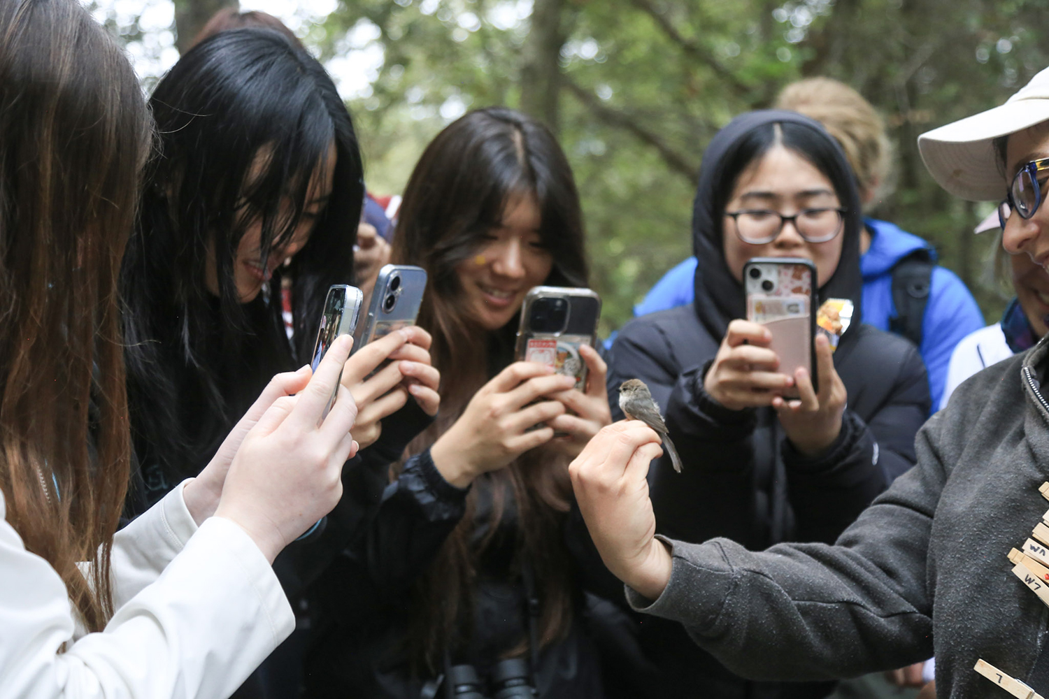 Students gather around a chestnut-backed chickadee to take photos with their phones.