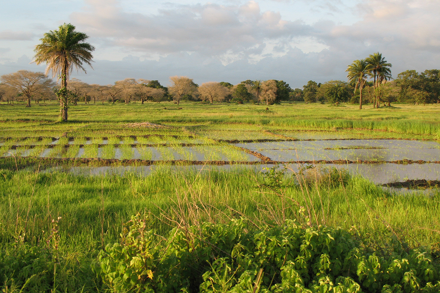 Flooded rice paddies under a cloudy sky with palms and other trees in background..