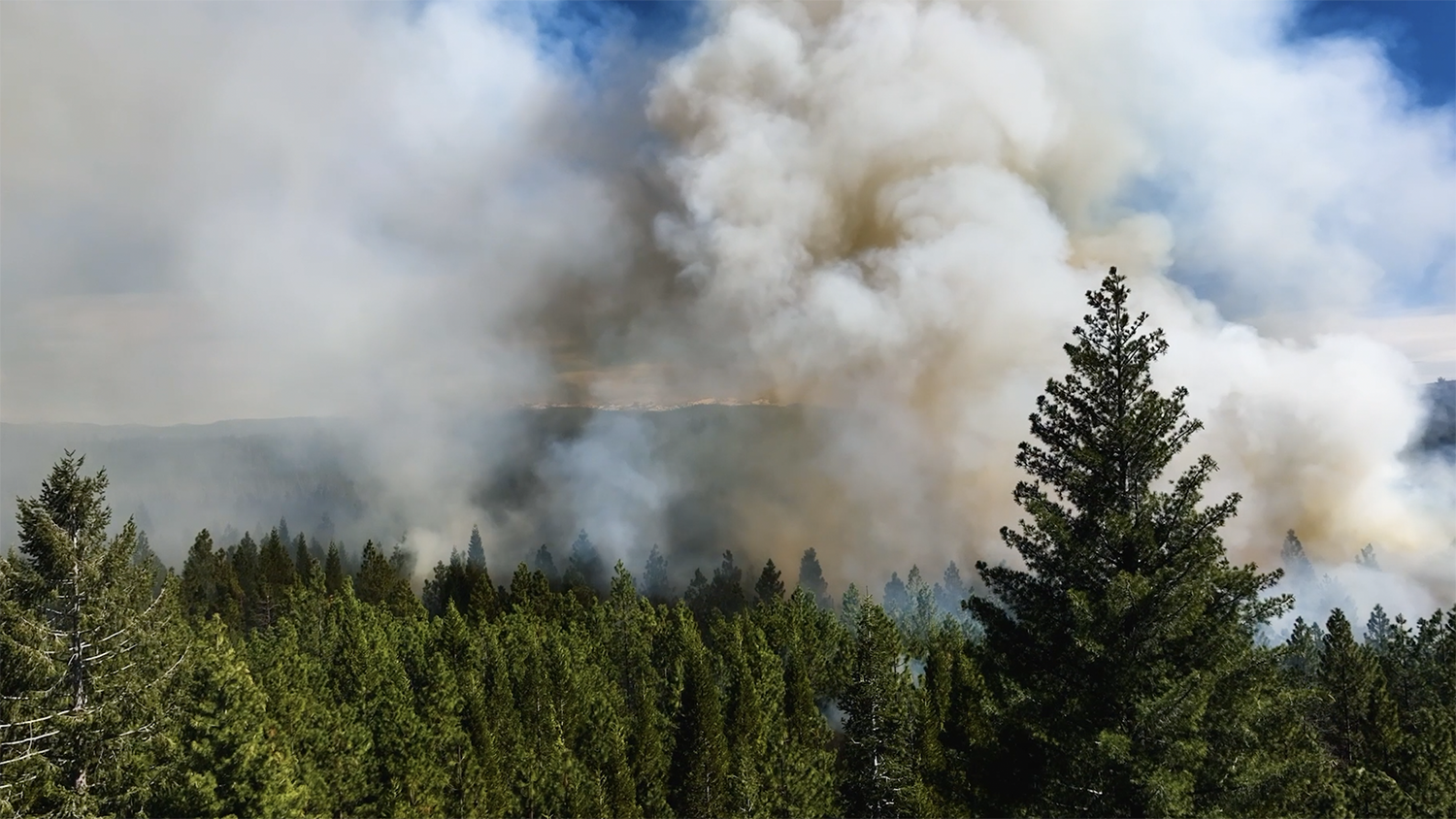 View of thick white smoke rising from a wildfire burning through a dense evergreen forest.