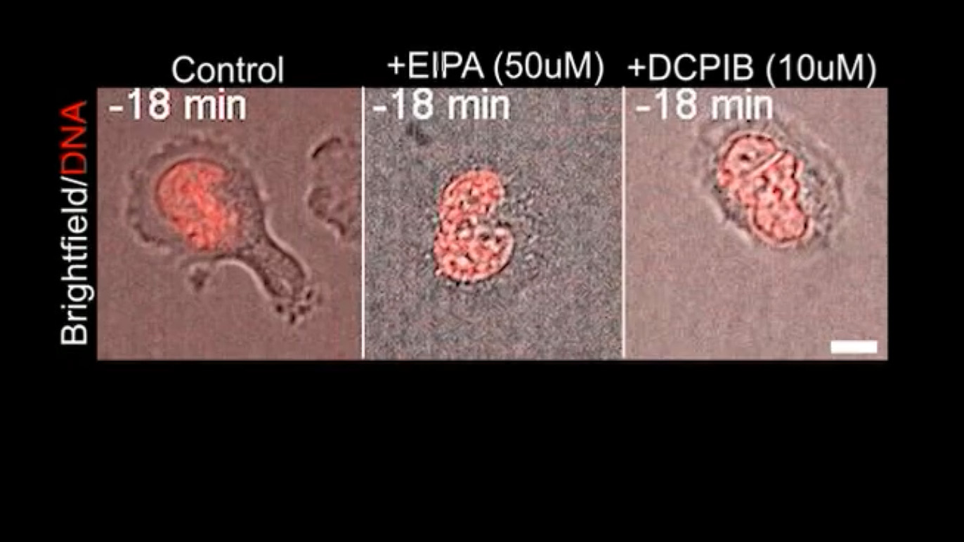 Microscope frames at −18 minutes: an untreated control cell beside cells treated with EIPA and DCPIB, their DNA shown in red.