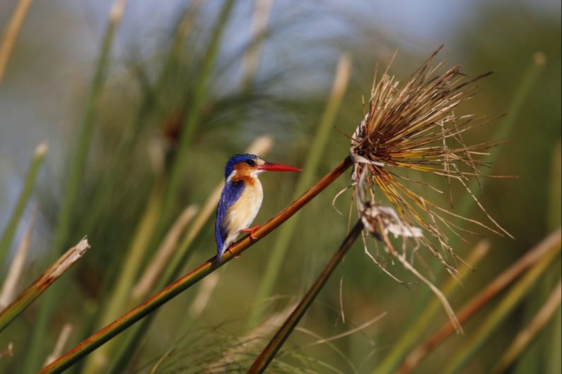 malachite kingfisher