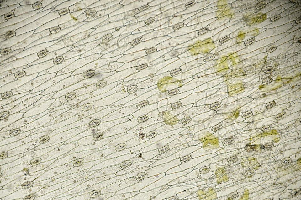 Stomata