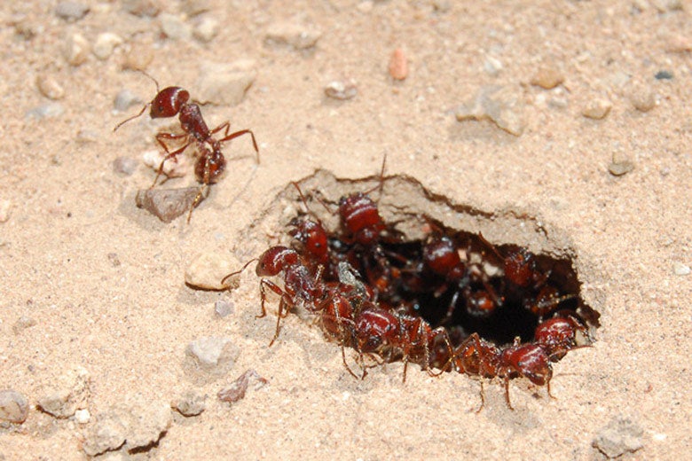 Harvester ants