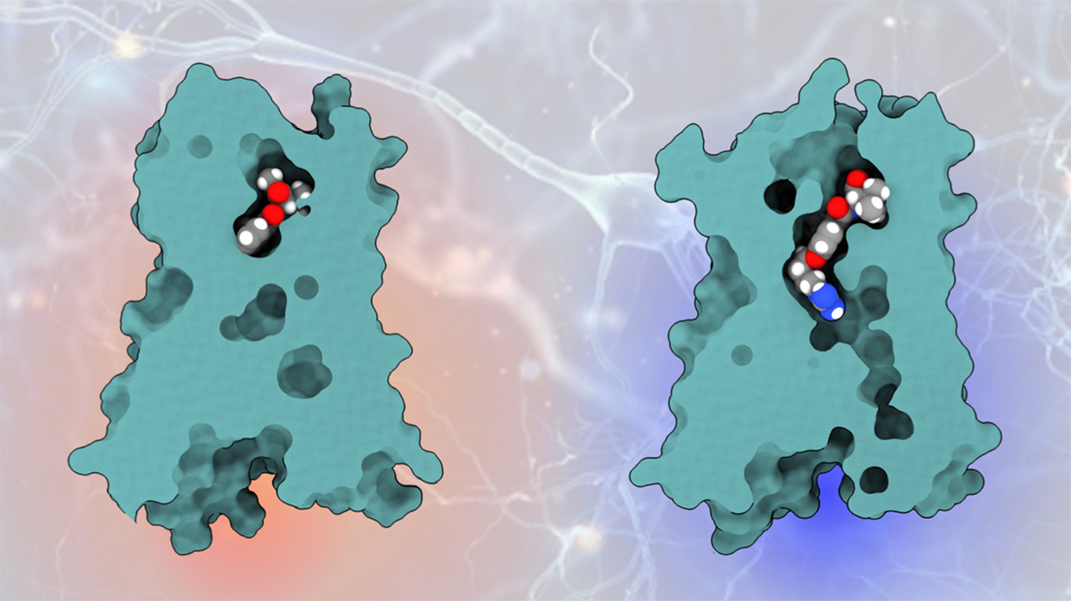 Graphic shows molecules binding to CB1 receptor protein: previous molecule (left) and newly engineered molecule engaging the cryptic pocket (right).